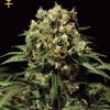 Greenhouse Seed Co. Jack Herer female Seeds Greenhouse Seed Co. Jack Herer female Seeds