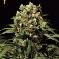 Greenhouse Seed Co. Kalashnikova AUTO female Seeds  
