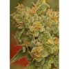 Nirvana Seeds Jock Horror female Seeds  