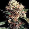 World of Seeds High Tension female Seeds World of Seeds High Tension female Seeds
