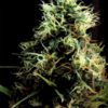 World of Seeds Madness female Seeds  