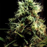 World of Seeds Kilimanjaro female Seeds  