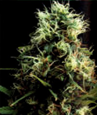 World of Seeds Kilimanjaro female Seeds World of Seeds Kilimanjaro female Seeds