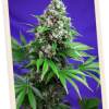 Sweet Seeds Mohan Ram Auto female Seeds Sweet Seeds Mohan Ram Auto female Seeds
