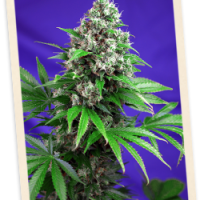 Sweet Seeds Killer Kush FAST Version female Seeds  