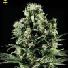 Greenhouse Seed Co. Indica Mix G Greenhouse Seed Co. Indica Mix G