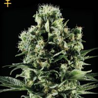 Greenhouse Seed Co. Himalayan Gold female Seeds  