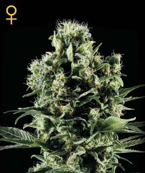 Greenhouse Seed Co. Himalayan Gold female Seeds Greenhouse Seed Co. Himalayan Gold female Seeds