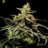 Greenhouse Seed Co. K-Train female Seeds Greenhouse Seed Co. K-Train female Seeds