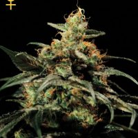 Greenhouse Seed Co. King's Kush female Seeds  