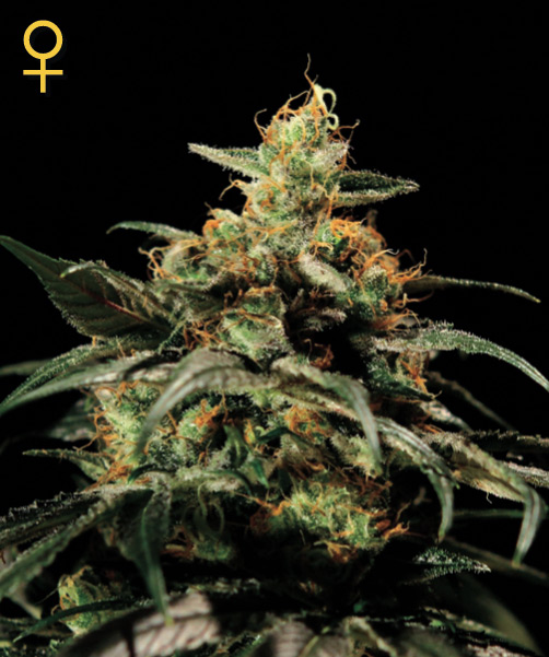 Greenhouse Seed Co. King's Kush female Seeds Greenhouse Seed Co. King's Kush female Seeds