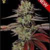 Greenhouse Seed Co. King's Kush female Seeds Greenhouse Seed Co. King's Kush female Seeds