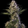 Buddha Seeds Magnum Auto female Seeds Buddha Seeds Magnum Auto female Seeds