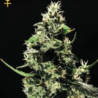 Greenhouse Seed Co. K-Train female Seeds  