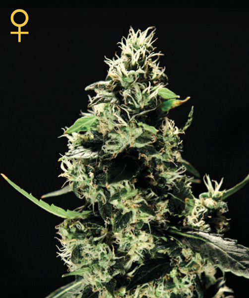 Greenhouse Seed Co. K-Train female Seeds Greenhouse Seed Co. K-Train female Seeds