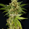 Dinafem Kush-N-Cheese AUTO female Seeds Dinafem Kush-N-Cheese AUTO female Seeds
