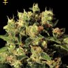 Greenhouse Seed Co. K-Train female Seeds Greenhouse Seed Co. K-Train female Seeds