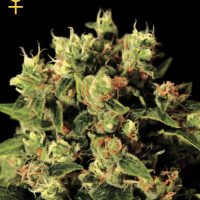 Greenhouse Seed Co. Ladyburn 1974 female Seeds  