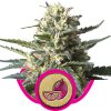 Royal Queen Seeds Kali Dog female Seeds Royal Queen Seeds Kali Dog female Seeds