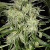 Nirvana Seeds Kaya Gold female Seeds Nirvana Seeds Kaya Gold female Seeds