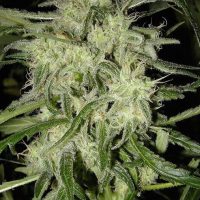 Nirvana Seeds Lemon OG Haze AUTO female Seeds  