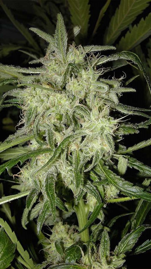 Nirvana Seeds Lemon OG Haze AUTO female Seeds Nirvana Seeds Lemon OG Haze AUTO female Seeds