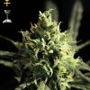 Greenhouse Seed Co. Kaia Kush female Seeds Greenhouse Seed Co. Kaia Kush female Seeds
