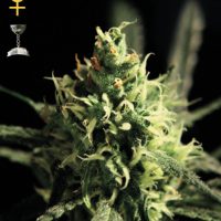 Greenhouse Seed Co. Lemon Skunk female Seeds  