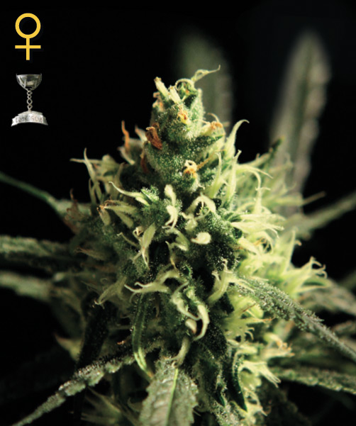 Greenhouse Seed Co. Lemon Skunk female Seeds Greenhouse Seed Co. Lemon Skunk female Seeds