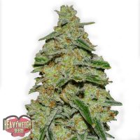 Heavyweight Seeds Lemon Cake female Seeds  