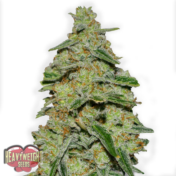 Heavyweight Seeds Lemon Cake female Seeds Heavyweight Seeds Lemon Cake female Seeds