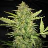 Lowlife seeds Auto white Russian female Lowlife seeds Auto white Russian female