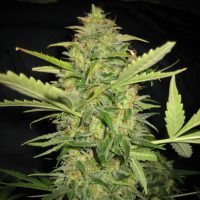 Lowlife seeds Auto Lemon skunk female  