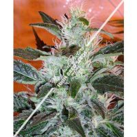 Joint Doctor Lowryder #2 Autoflowering female Seeds  