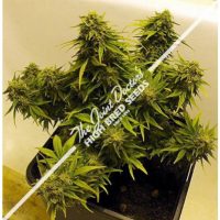 Joint Doctor Lowryder Mix Autoflowering female Seeds  