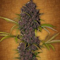 Fast Buds LSD 25 female seeds  