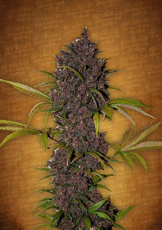Fast Buds LSD 25 female seeds Fast Buds LSD 25 female seeds
