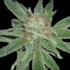 World of Seeds Mazar x White Rhino female Seeds World of Seeds Mazar x White Rhino female Seeds
