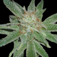 World of Seeds Madness female Seeds  