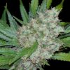 Seedsman Jack Herrer female Seedsman Jack Herrer female