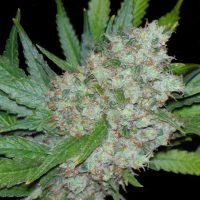 Seedsman Mama Mia female Seeds  