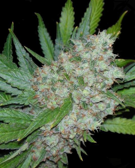 Seedsman Mama Mia female Seeds Seedsman Mama Mia female Seeds