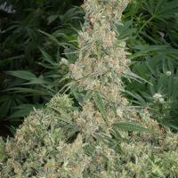 Mandala seeds Far Out female  