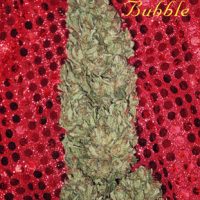 Mandala seeds Hubble Bubble female  