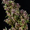 Mandala seeds White Bhutanese female Mandala seeds White Bhutanese female