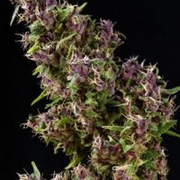 Mandala seeds Purple Paro Valley female  