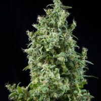 Mandala seeds White Bhutanese female  