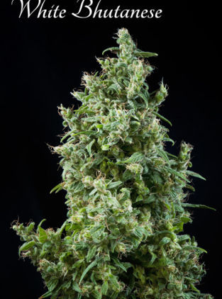 Mandala seeds White Bhutanese female Mandala seeds White Bhutanese female
