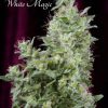 Mandala seeds White Bhutanese female Mandala seeds White Bhutanese female