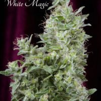 Mandala seeds White Magic female  